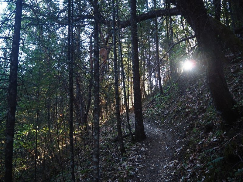 Morning light on the Boulder Trail