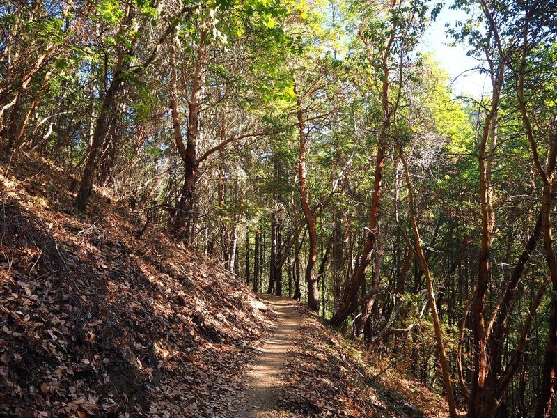 Along the Boulder Trail