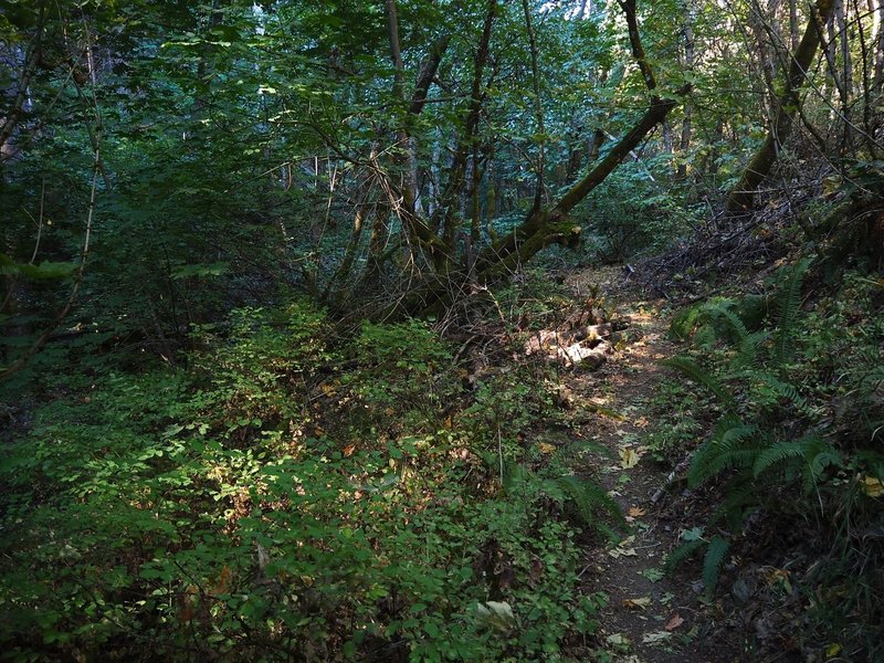 Sunlight penetrates the canopy along the Jackson Creek Nature Trail