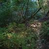 Sunlight penetrates the canopy along the Jackson Creek Nature Trail