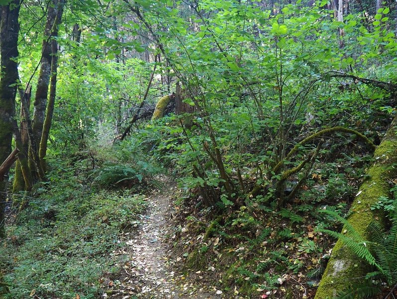 Thick vegetation along the Jackson Creek Nature Trail