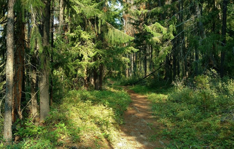 The beautiful forest of the Dorothy, Christine and Virl Lakes Trail on a sunny summer morning.