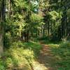 The beautiful forest of the Dorothy, Christine and Virl Lakes Trail on a sunny summer morning.