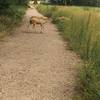 Lots of urban wildlife out and about, especially near dawn and dusk.