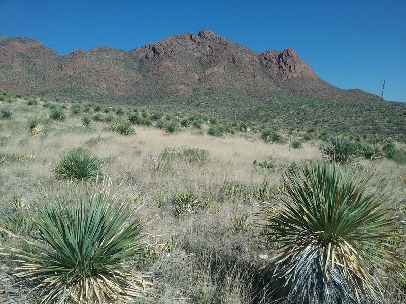 Looking northwest on the trail.