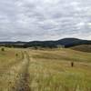 A meadow section of the Brush Creek section of the Centennial Trail