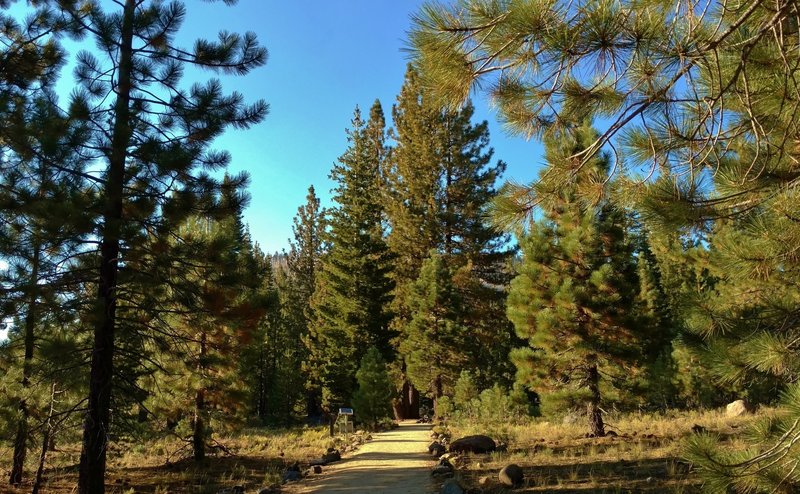 The Devastated Area Trail runs through an area that has recovered from being covered in ash, flying rock, and swept away by an avalanche in the May 1915 Lassen Peak eruptions.