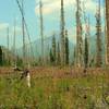 Beautiful purple fireweed in the recovering burn area of a 2003 forest management fire, is found along Moose River Route in this expansive mountain wilderness.