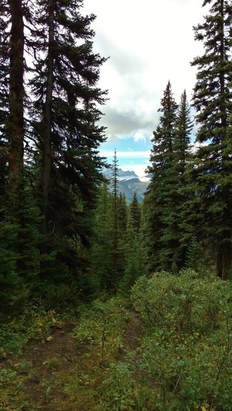 Wooded section of the trail to Moose Pass.