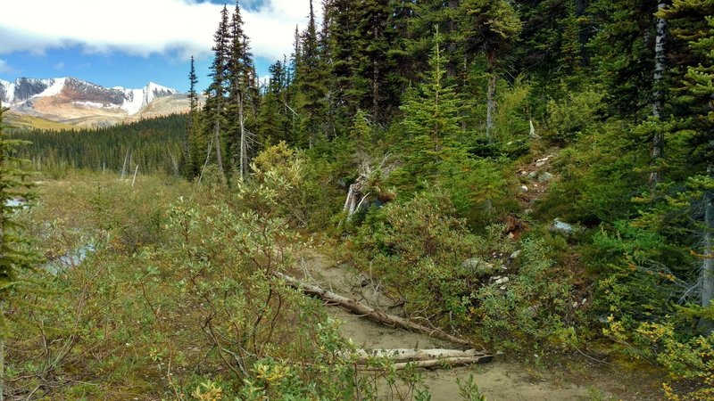 The trail heading toward Moose Pass, with Calumet Peak in the distance on the left, is at the edge of the mile long wet, meadowy area - stay to the right here.