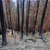 The trail passes through damage from a 2017 wildfire