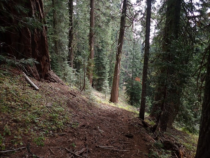 Descending the #1046B through the forest