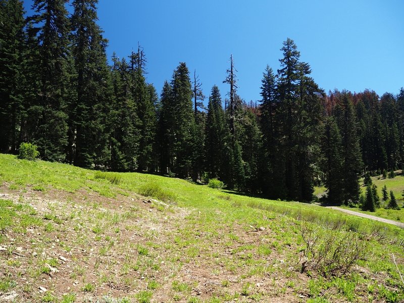 Descending to Forest Road 6515