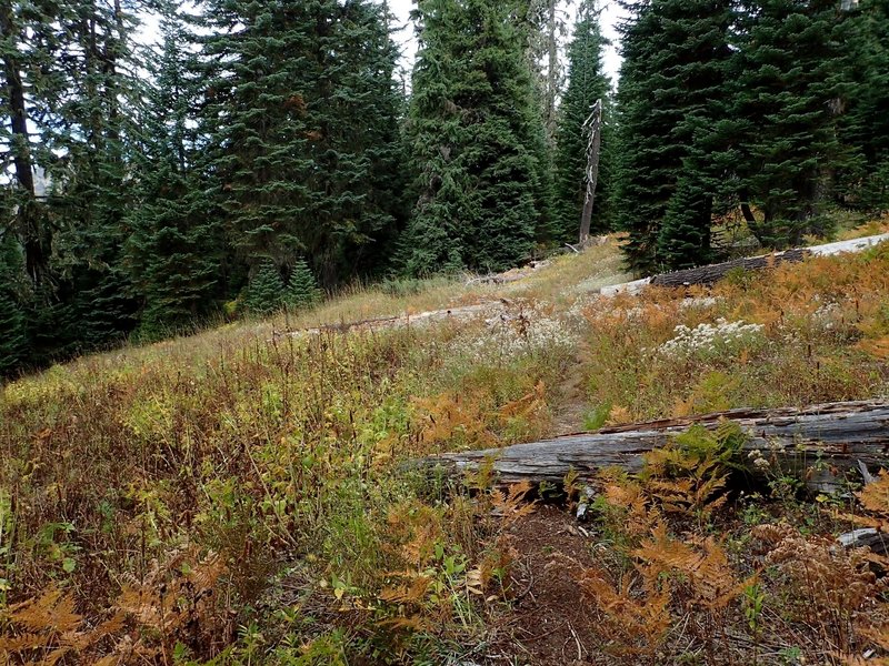 On the trail north of Hershberger Lookout