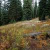 On the trail north of Hershberger Lookout