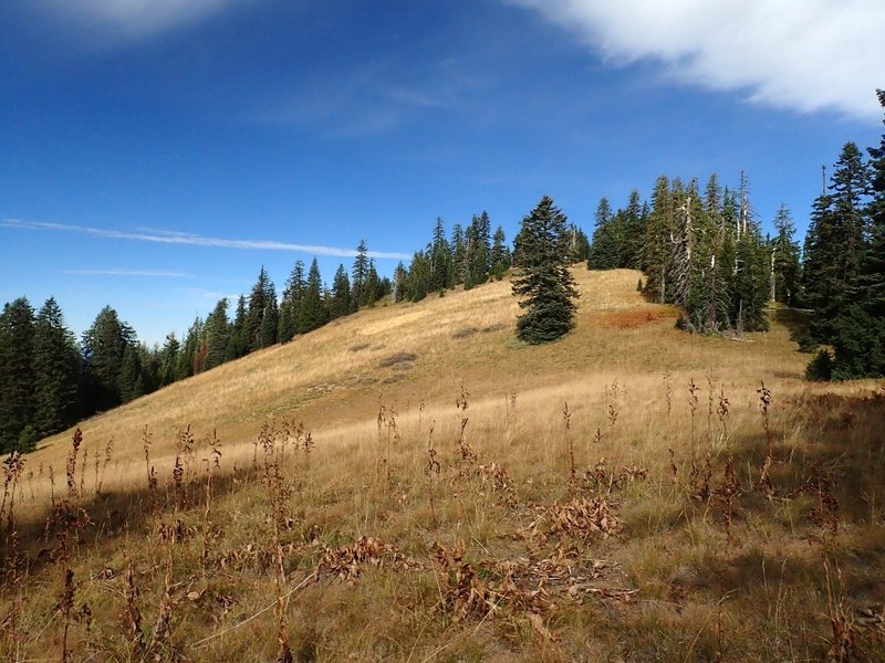 A meadow along the Divide Trail