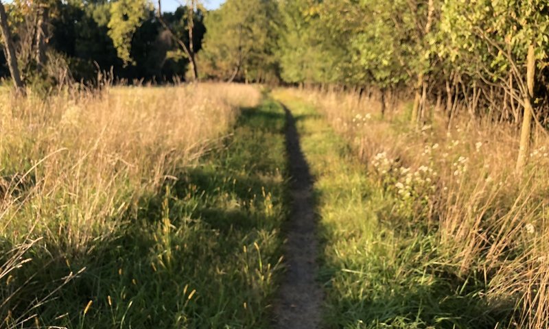 Going north towards W Lawrence Avenue