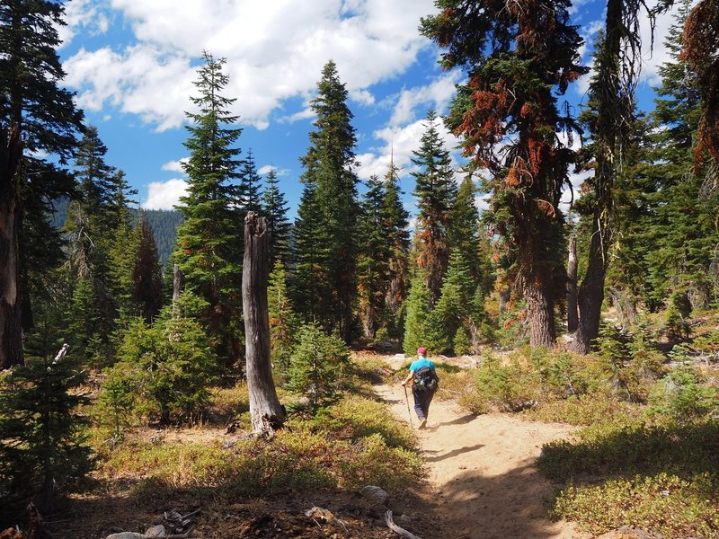 Along the Fox Creek Ridge Trail