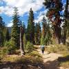 Along the Fox Creek Ridge Trail