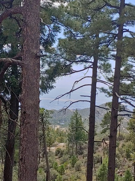 Rose Canyon Lake through the trees from Knagge Trail #18