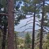 Rose Canyon Lake through the trees from Knagge Trail #18