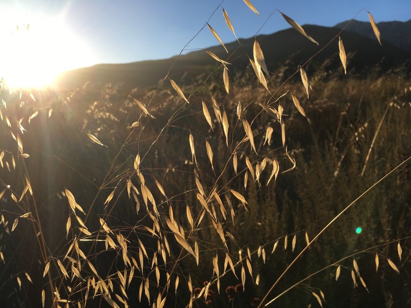 Sunset along the North Etiwanda Preserve loop trail.