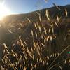 Sunset along the North Etiwanda Preserve loop trail.