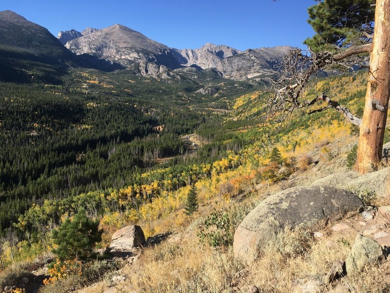 Aspens in the valley