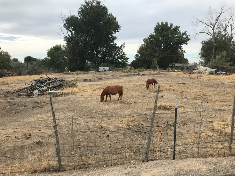 Some small ponies on the side of the Snake River Canyon Rim Trail