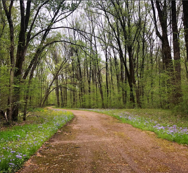 Bike path near Woodland Trail (red loop)