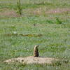 Prairie Dog