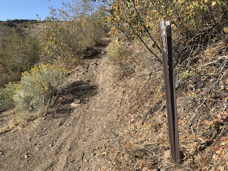 Junction of First Fork Rock Creek Trail and the Harrington Fork Trail.