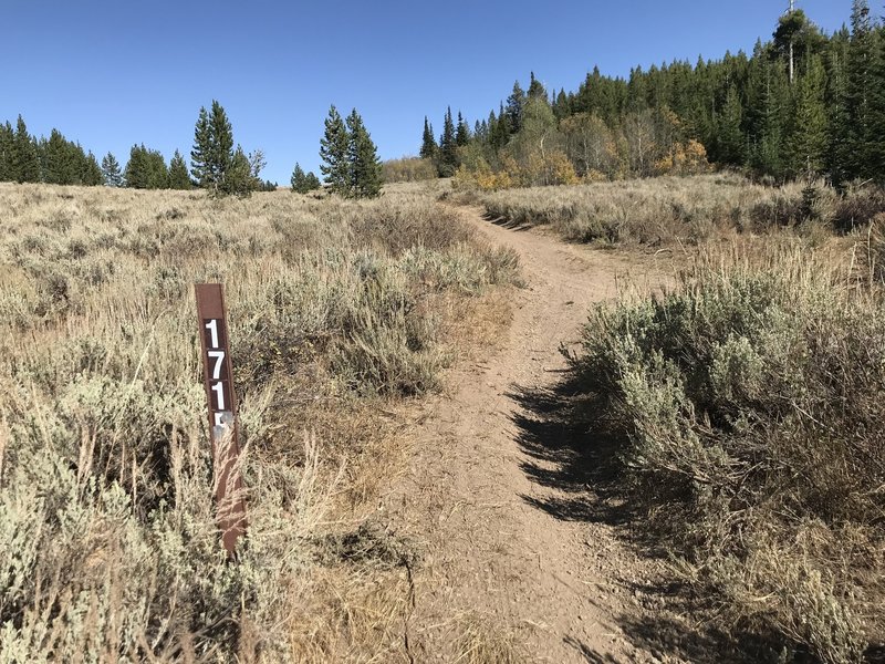 End of the Second Fork Rock Creek Trail, when it connects with ATV trail #171B at the top of Second Fork Canyon.