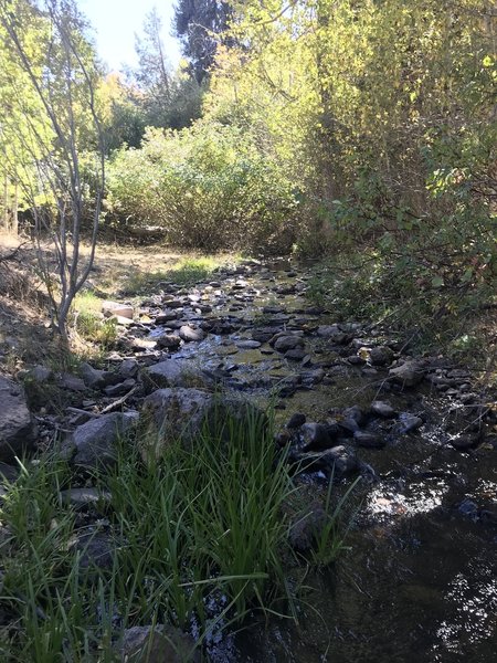 A nice stream flows along the Second Fork Rock Creek Trail.