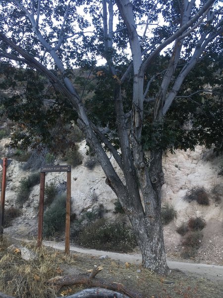 Grizzly Flat Trailhead - there is a parking lot next to tree and more space along the road.