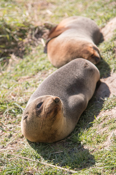 Point Kean seal pups