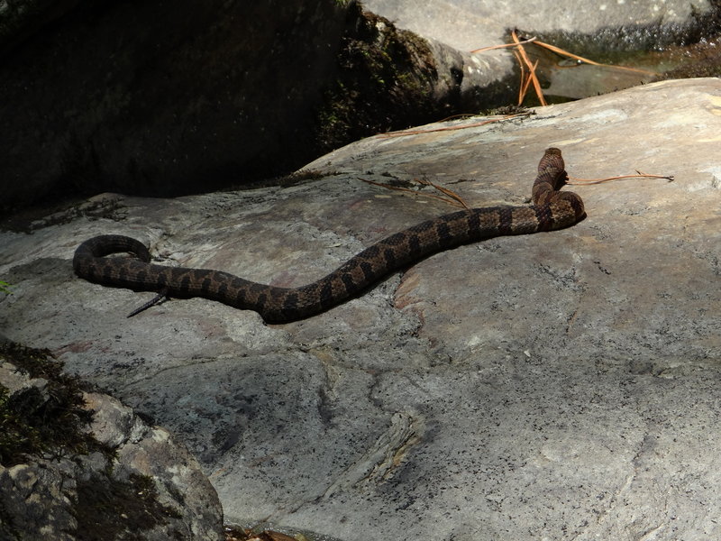 Copperhead getting some sun on the Chinnabee Silent Trail