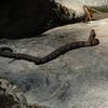 Copperhead getting some sun on the Chinnabee Silent Trail