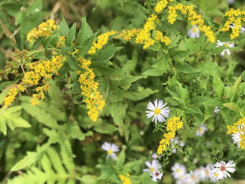 Wildflowers on the ski trail!