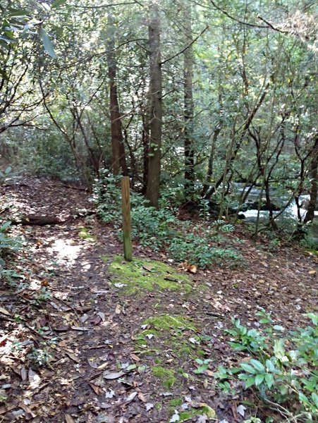 Signless Post marks Grassy Branch trails northern end