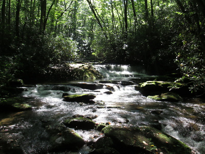 South Fork Citico Creek