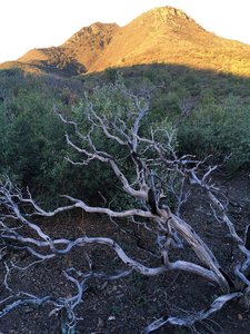 This area was subject to fire a few years ago. Although there are few large trees remaining, the snags can be quite beautiful.