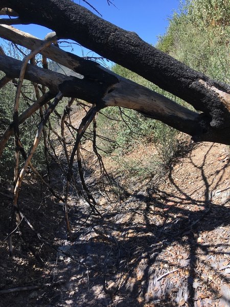 Be aware of the dangers of falling trees. I watched one fall in a light breeze. This one had fallen across the trail very recently, possibly since the last hiker passed by.