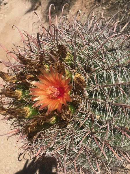 Barrel cactus in bloom