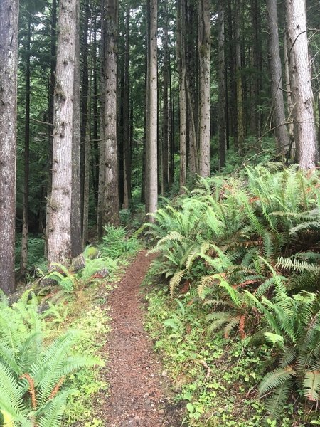 Beautiful and shady trail climbing Tiger Mountain