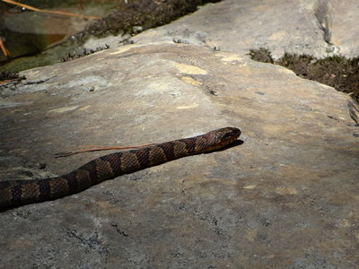 Copperhead on the Silent Trail.