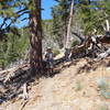 Hiker enjoying recently cleared section of Twin Peaks trail.