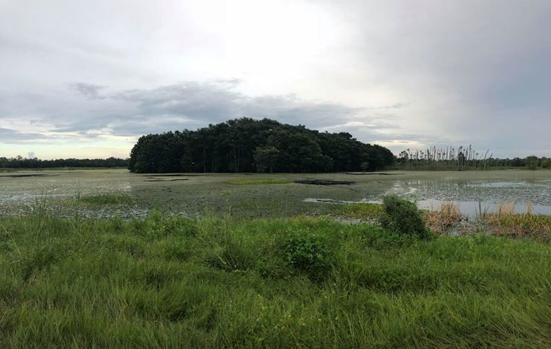 Island covered with birds