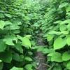 The trail surrounded by invasive giant knotweed.