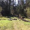 An open picnic area about 100 yards from the trailhead.